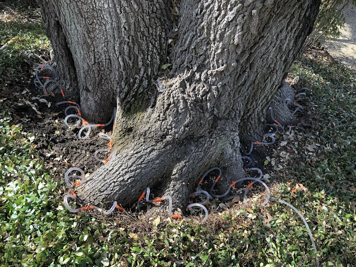 Detailed Tree Cabling and Bracing job site in Avawam